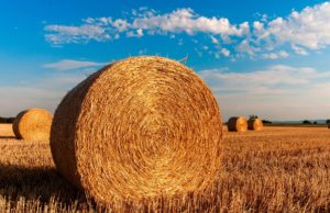 Liceele agricole vor fi finanțate de Ministerul Agriculturii