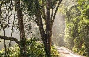 Proiect: Educaţia pentru mediu la clasele primare gimnaziu, începând din anul şcolar 2022-2023